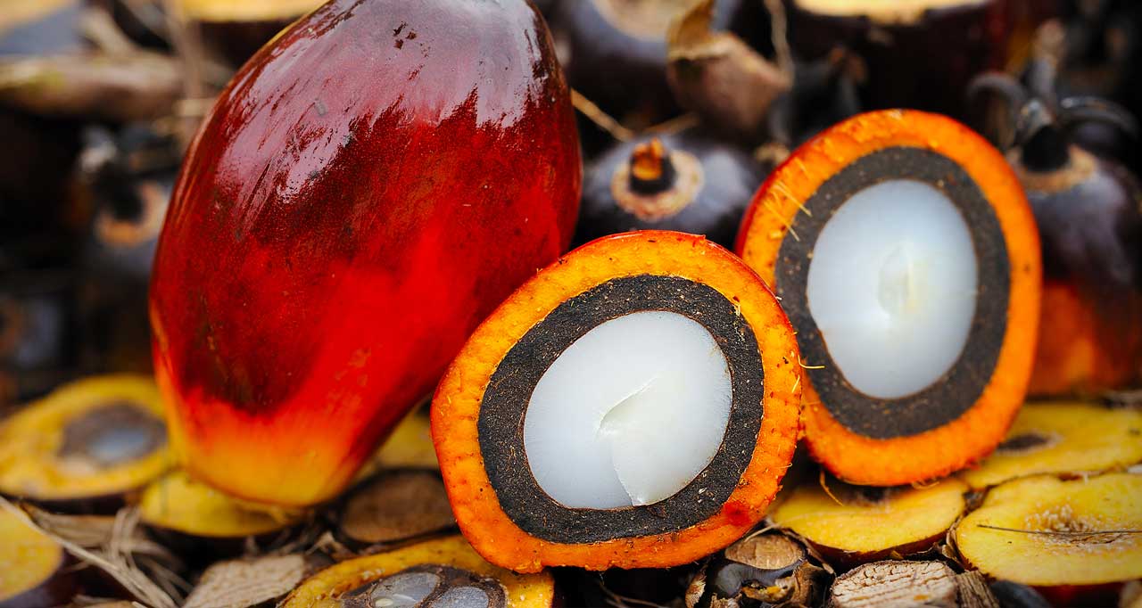 lauric-oils-a-ray-of-hope-for-palm-oil-companies