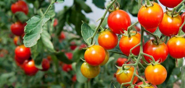 Tighter EU Import Rules for Moroccan Tomatoes Won’t Work Miracles